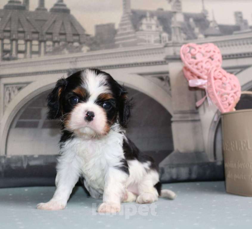 Собаки в Москве: Кавлер кинг чарльз спаниель Девочка, Бесплатно - фото 5