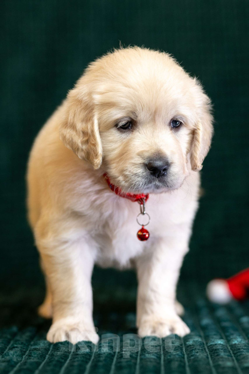 Собаки в других городах Московской области: золотистые ретриверы Мальчик, 80 000 руб. - фото 6