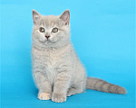 Кошки в Ульяновске: Британский котенок (кошечка) Девочка, 20 000 руб. - фото 3