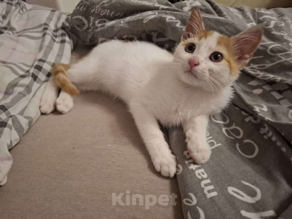 Кошки в Химках: Котенок мальчик 1 месяц Мальчик, Бесплатно - фото 1