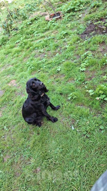 Собаки в Москве: Щенок девочка русский охотничий спаниель  чистокровный Девочка, 10 000 руб. - фото 7