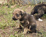 Собаки в Челябинске: Щенок 2 Мальчик, Бесплатно - фото 1