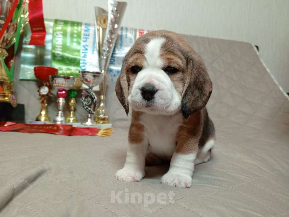 Собаки в Ангарске: Продажа щенков биглей Девочка, 80 000 руб. - фото 7