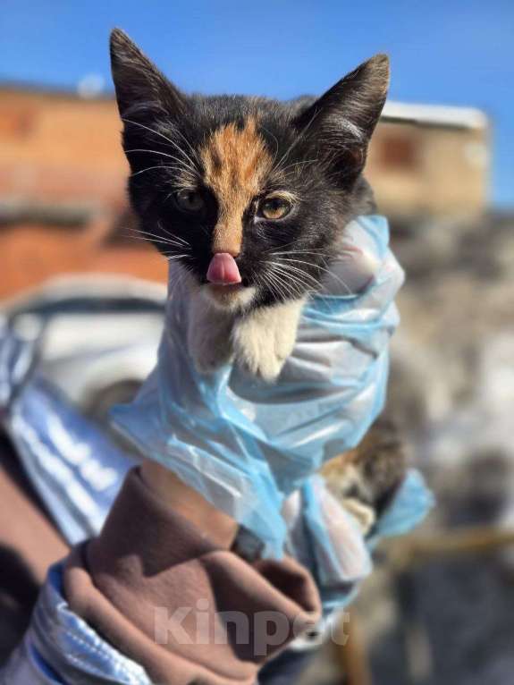 Кошки в Москве: Малыши ищут дом Разнополые, Бесплатно - фото 6