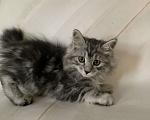 Кошки в Челябинске: Котенок курильский бобтейл Девочка, 35 000 руб. - фото 4
