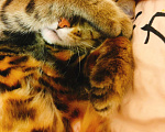Кошки в Тюмени: Потерялась кошка в районе Дома Обороны(школа N22) Девочка, 1 руб. - фото 1