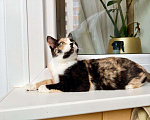 Кошки в Москве: Трёхцветная котенок Майя в добрые руки Девочка, 1 руб. - фото 6