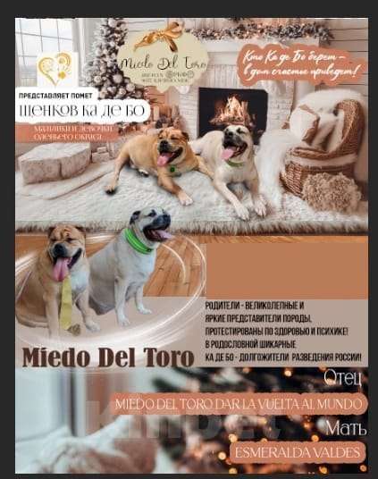 Собаки в Москве: Кадебо Девочка, Бесплатно - фото 2