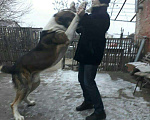 Собаки в Астрахани: Вязка, 10 000 руб. - фото 2