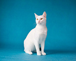 Кошки в Москве: Белоснежный котик по кличке Кефир в дар  Мальчик, Бесплатно - фото 1