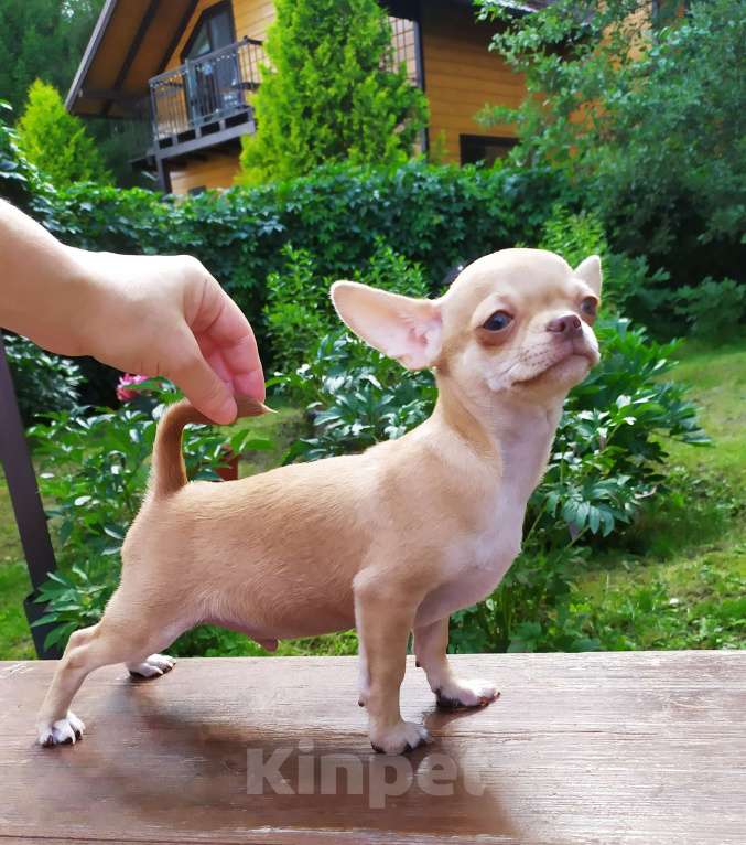 Собаки в Москве: красивый рыжий мальчик гш чихуахуа Мальчик, 45 000 руб. - фото 7