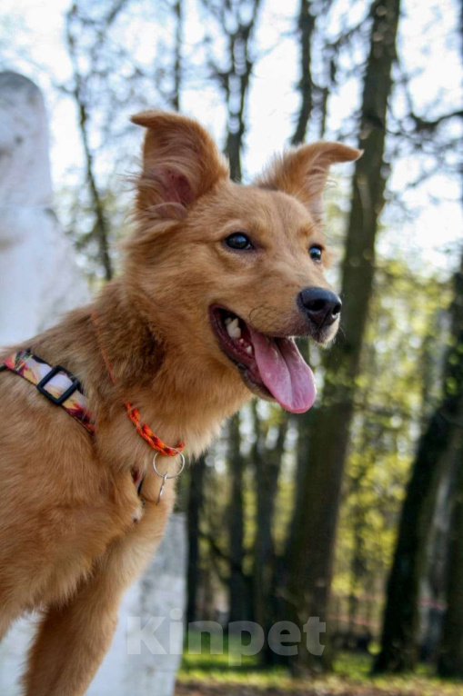 Собаки в Балашихе: Солнечная красотка Пенни (8 мес) в поиске дома Девочка, Бесплатно - фото 8