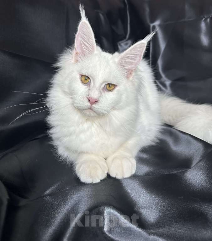 Кошки в Дятьково: Кошечка принцесса  Девочка, 50 000 руб. - фото 1