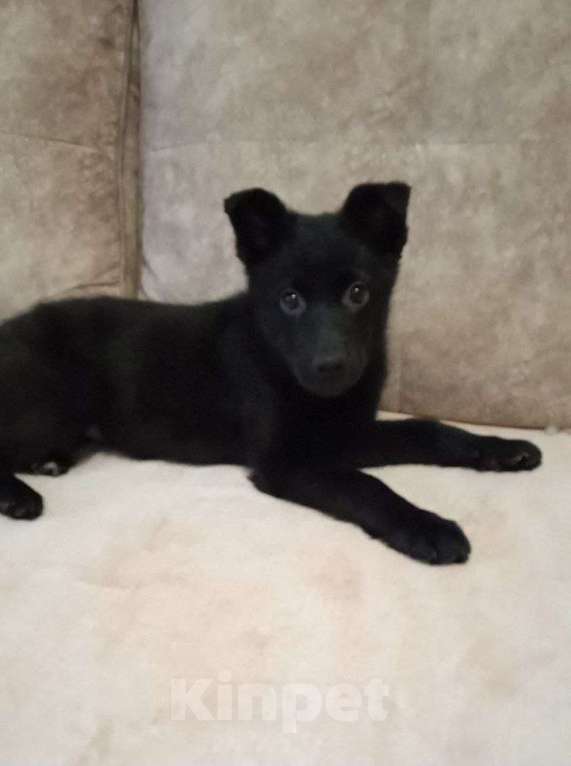 Собаки в Москве: Маленькой Челси нужен дом  Девочка, Бесплатно - фото 2