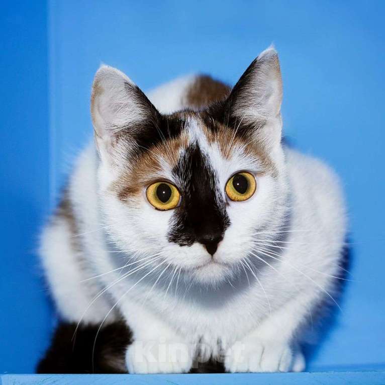 Кошки в Москве: Кошечка с особенным окрасом Девочка, Бесплатно - фото 3
