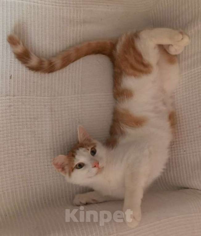 Кошки в Санкт-Петербурге: Ласковый Яша в добрые руки Мальчик, Бесплатно - фото 3