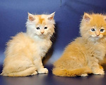 Кошки в Уфе: Котёнок Мейн-кун  Мальчик, 50 000 руб. - фото 1