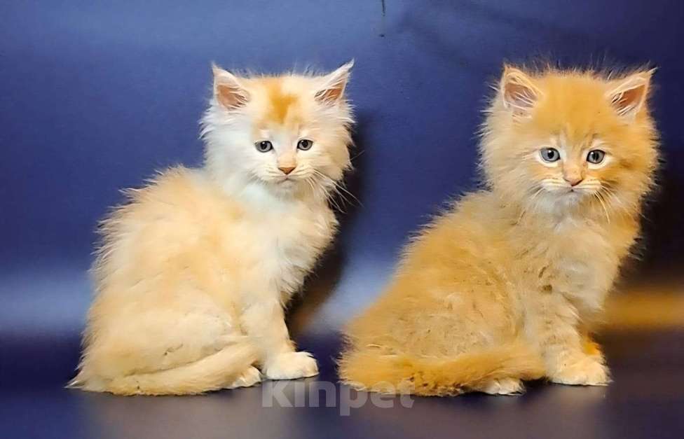 Кошки в Уфе: Котёнок Мейн-кун  Мальчик, 50 000 руб. - фото 1