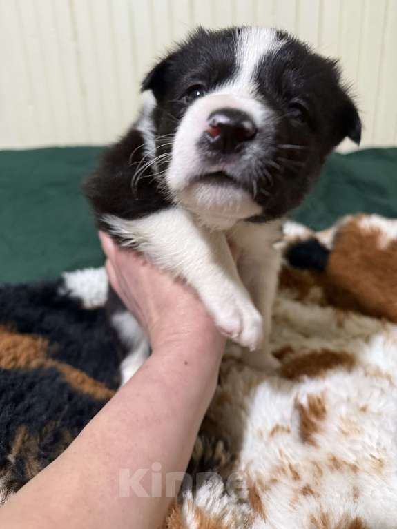 Собаки в других городах Московской области: Флойд Мальчик, 100 руб. - фото 7