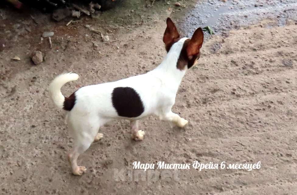 Собаки в Санкт-Петербурге: Очень ласковая чихуахуа мини Фрейя Девочка, 70 000 руб. - фото 1