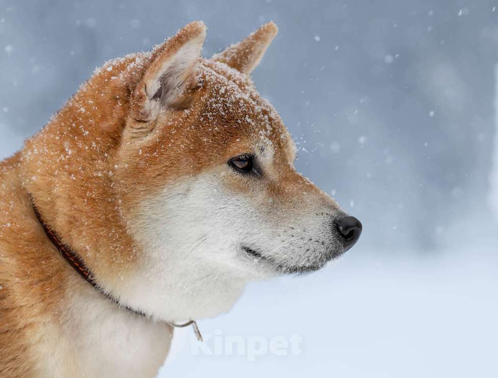 Собаки в Челябинске: Приглашаем к вязке Мальчик, 10 000 руб. - фото 1
