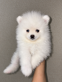 Шпицы 4 щеночка🐾