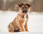 Собаки в других городах Московской области: Щенок в добрые руки Девочка, Бесплатно - фото 1