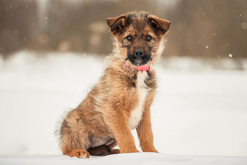 Щенок в добрые руки