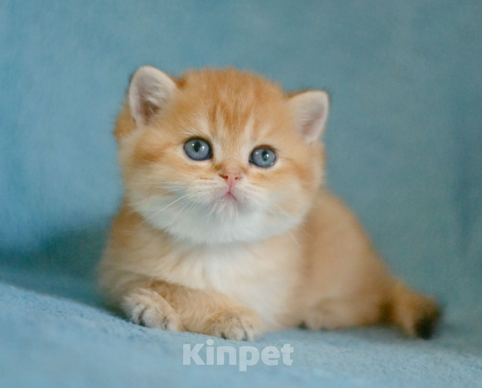 Кошки в Краснодаре: Британская Золотая Шиншилла  Мальчик, Бесплатно - фото 2