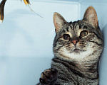 Кошки в Москве: Особенный котик в поисках семьи Мальчик, Бесплатно - фото 2