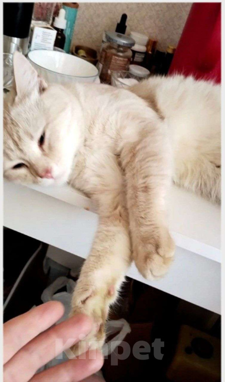 Кошки в Москве: Персиковый нежный котик Кексик🌸 Мальчик, Бесплатно - фото 3