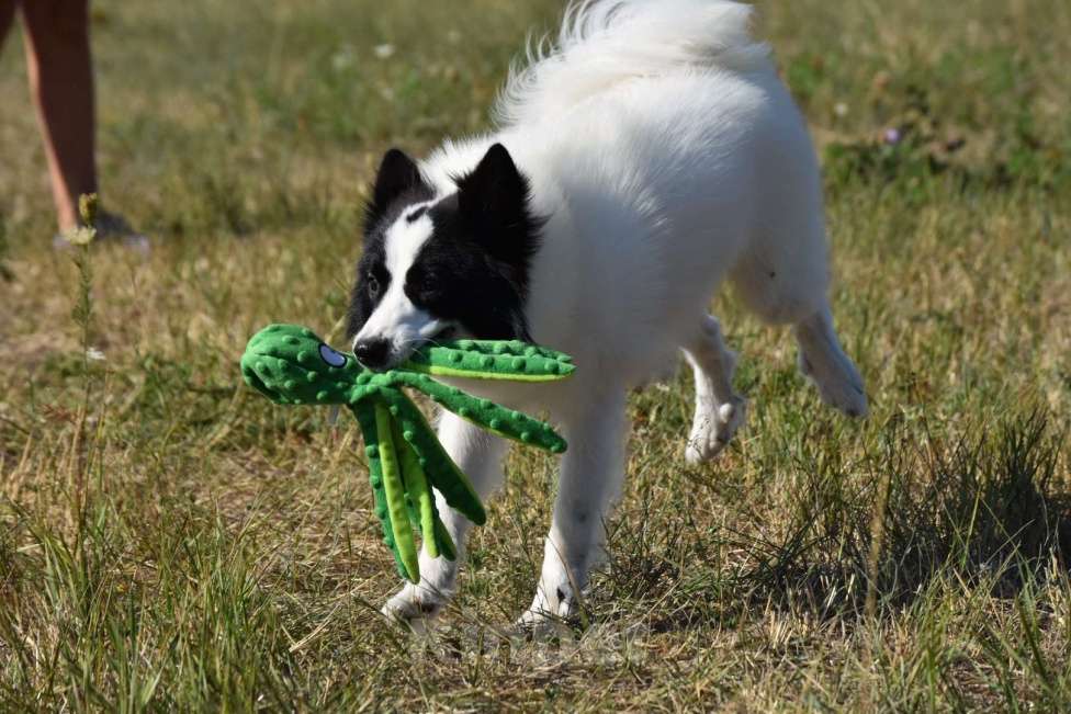 Собаки в Москве: Ненецкая оленегонная лайка. Кобель Центурион.  Мальчик, 60 000 руб. - фото 9
