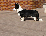 Собаки в Одинцово: Мальчик Вельш Корги Кардиган Мальчик, 50 000 руб. - фото 4