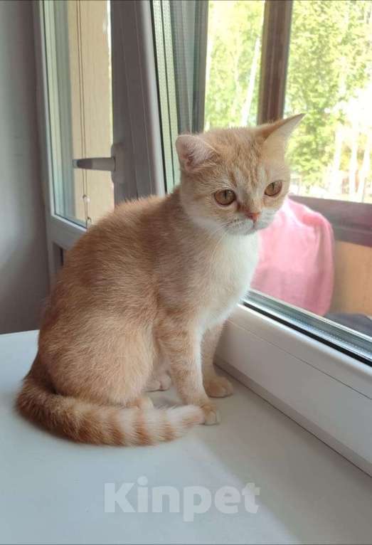 Кошки в Москве: Британские коты и кошки  Девочка, 15 000 руб. - фото 2