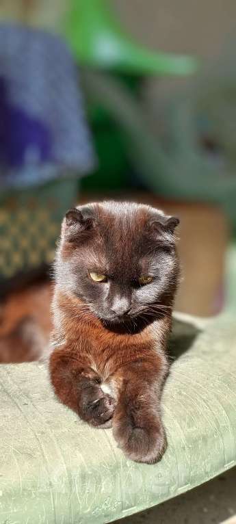 Кошки в Семикаракорске: Кнопа Девочка, Бесплатно - фото 2