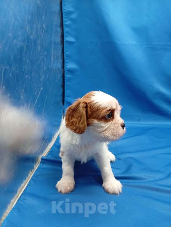 Собаки в Москве: Щенки кавалер Кинг Чарльз спаниель  Девочка, 65 000 руб. - фото 4