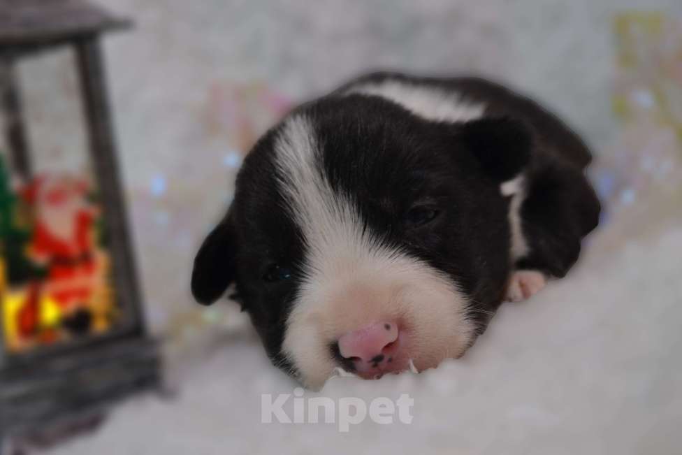 Собаки в Кирове: Бордер Колли щенок Мальчик, 70 000 руб. - фото 3