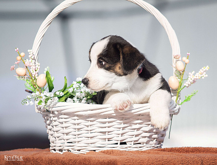 Девочка корги