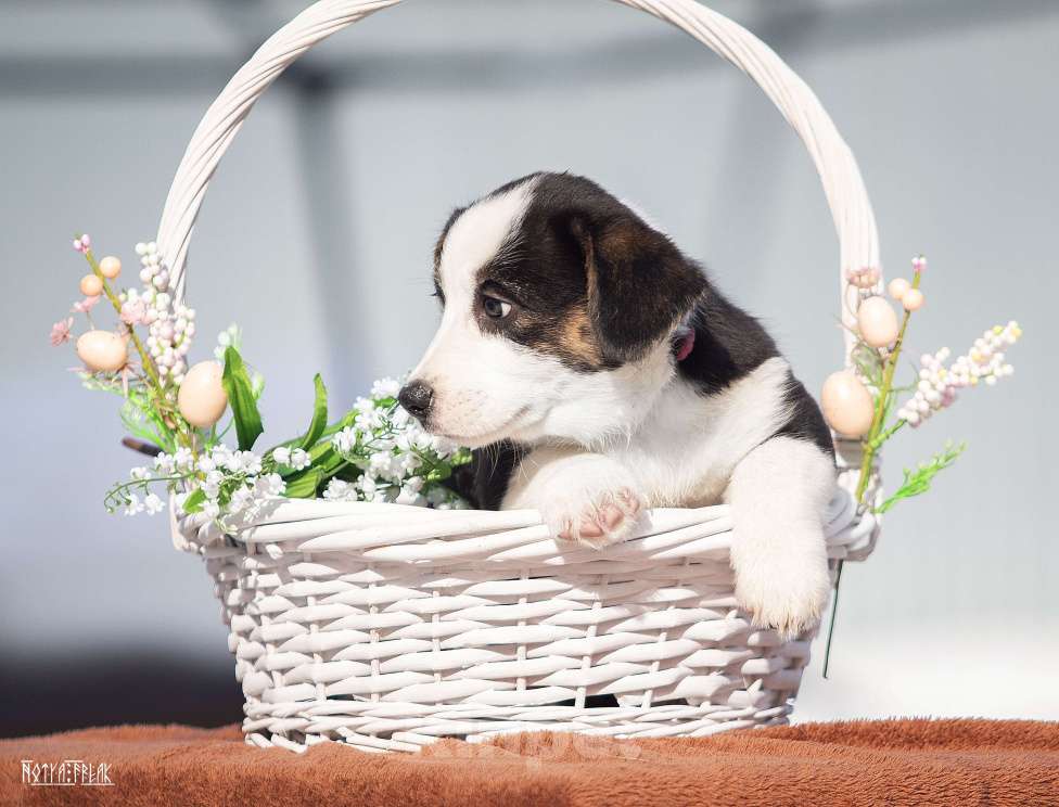 Собаки в Москве: Девочка корги Девочка, Бесплатно - фото 1