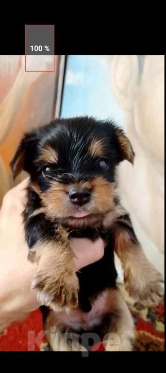 Собаки в Электрогорске: Йокшерский терьер  Девочка, 600 000 руб. - фото 6