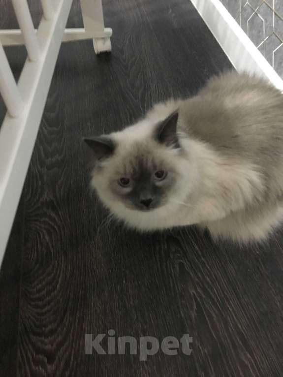 Кошки в Тюмени: Срочно Отдам кота бесплатно в связи с переезом Мальчик, Бесплатно - фото 2