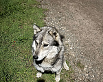 Собаки в Электростали: Хаски или маламут  Мальчик, Бесплатно - фото 1