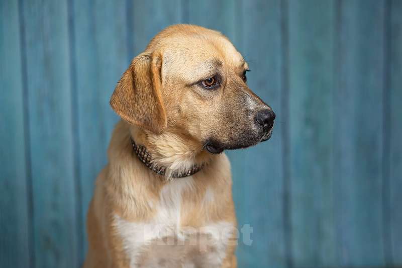 Собаки в Москве: Молодая лабрадор Алика в добрые руки Девочка, 1 руб. - фото 3