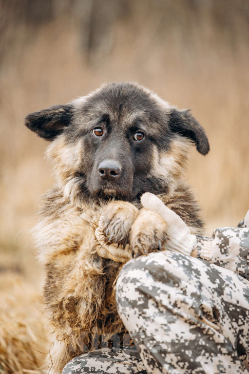 Собаки в Москве: Большой, трусливый великан ищет семью Мальчик, Бесплатно - фото 4