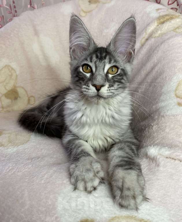 Кошки в Дмитрове: Черная серебристая мраморная девочка мейн кун Zlata Девочка, 20 000 руб. - фото 7