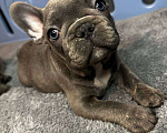 Собаки в Химках: Французский бульдог щенки Мальчик, 60 000 руб. - фото 5