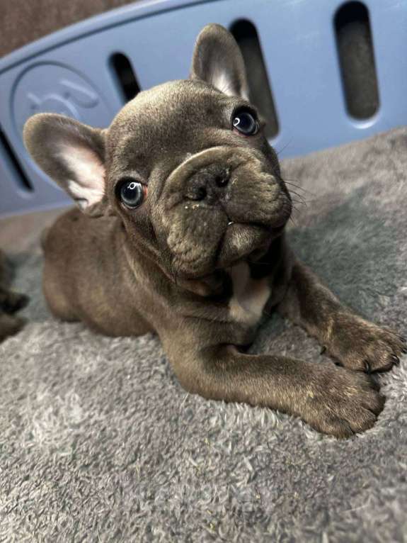 Собаки в Химках: Французский бульдог щенки Мальчик, 60 000 руб. - фото 5