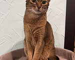 Кошки в Москве: Абиссинские котята Девочка, 60 000 руб. - фото 6