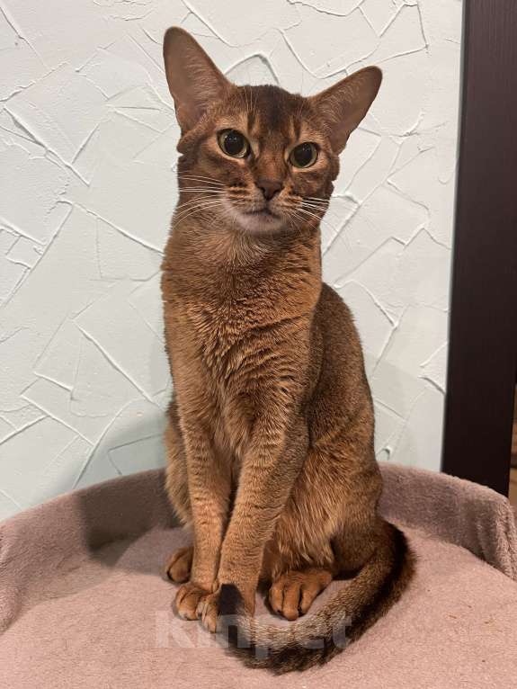 Кошки в Москве: Абиссинские котята Девочка, 60 000 руб. - фото 6