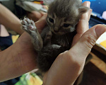 Кошки в Саке: Котята в добрые руки пушистые, 500 руб. - фото 1